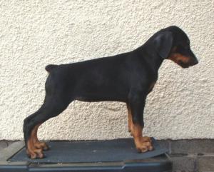 Polo 8 Weeks