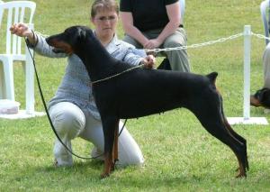 Ch Krieger Endless Love JW - Ellie