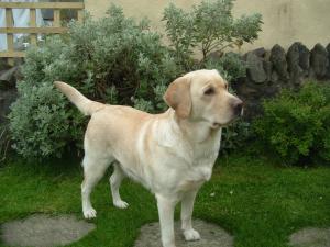 Fizz in the garden in her show pose