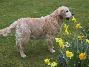Freya aged almost 10 - February 2004