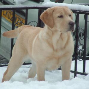 Misha in the snow