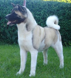 Kasha (Litter sister to Crufts Best Of Breed 2008)
