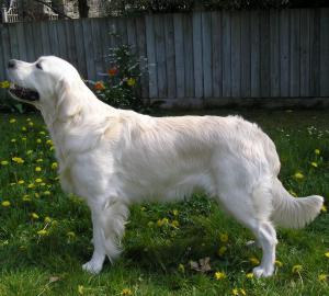 Goldenabbey Telegram Sam At Evergolden