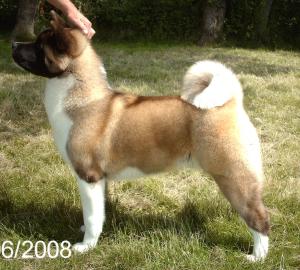 SHYLLAR POWER TO BURN 8 MONTHS