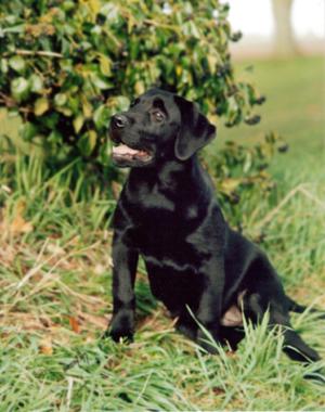 SH CH Keydella Keswick - PHOTO AT 5 MONTHS