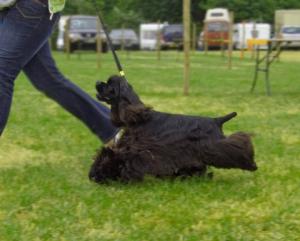Euan winning BOB and Group 2 at Cheshire County Sh