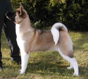 SHYLLAR TIME TO SHINE JW 5 months (China)