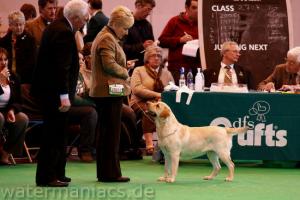 SHLudalor Lancastria Chardonnay J.W at Crufts 2010