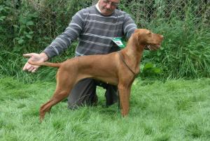 SH CH Misty Singer at Afanleigh at Welsh Kennel