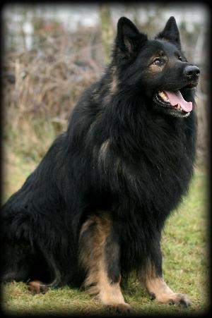KODY