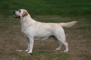 Show Champion Allenies Opehlia 3CC's 4RCC's