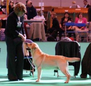 BOYCIE AT CRUFTS 2011