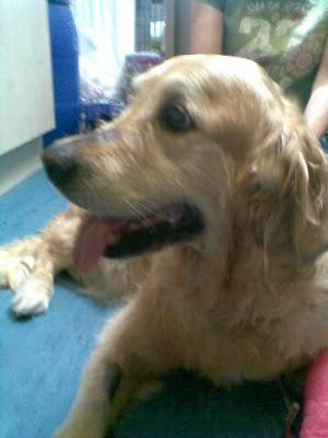 Pascha still smiling despite being at the vets 