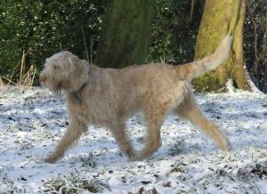 Pearl playing in the snow