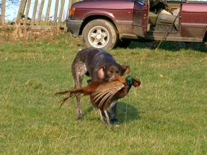 Teal Retrieving a cock pheasant