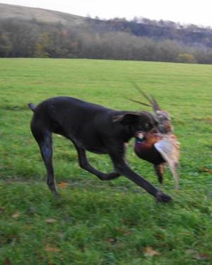 Goose swiftly retrieving a pheasant