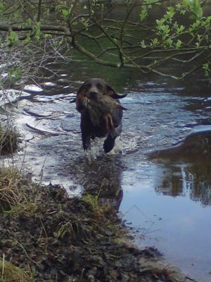 Goose retrieving from across water