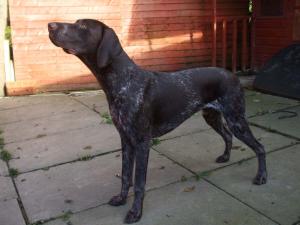 Bernard