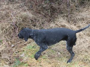 Trudie