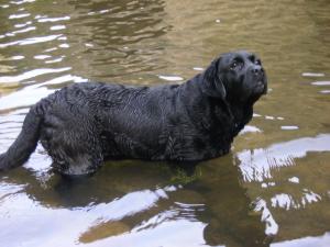 'Maisie' cooling off in the river