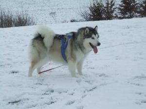 Bear in the Snow