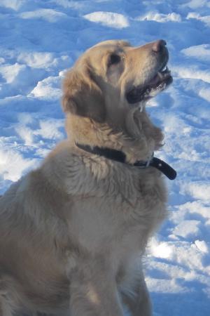 Rosie