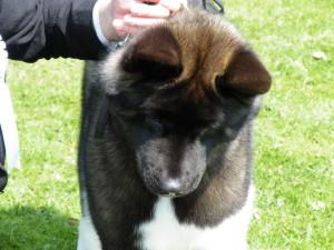 RUSSCURRAGH FLAUNT N FLIRT WITH SHYLLAR (6 months)