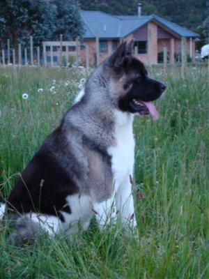NZ CH SHYLLAR SON OF A GUN