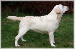 Oakglen Scrumpy ( Breeze)