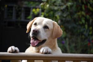 Charlie 9 years
