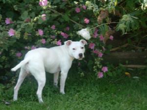 Trixie