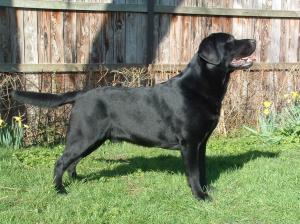 LEMBAS MR BOJANGLES