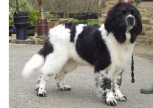 Snoopy at 6 months