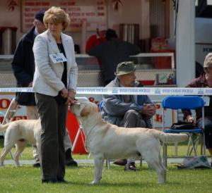 JACK winning the C.C. Bath Championship Show