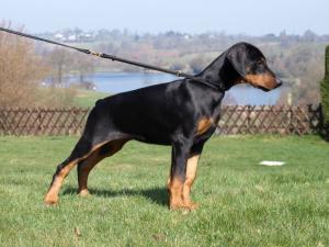 11 weeks