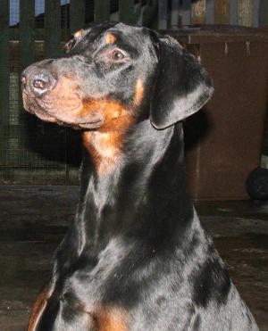 Krieger Pot Shot - 10months