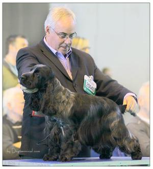 Alfie at Crufts (March 2010)