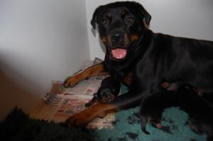 Zoya at her happiest with pups