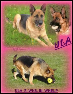 ' ULA '