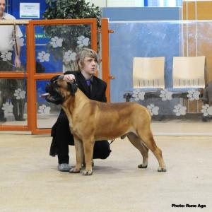 KENZO Northern Bullmastiff Champ show nov 09