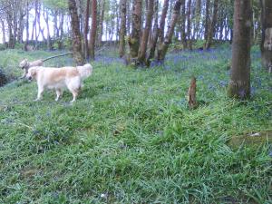 Willow at the back! Deme in front