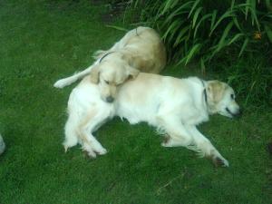 Willow, resting on mum Deme