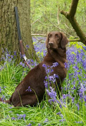 Nutka 15  months old -Penshurst Place