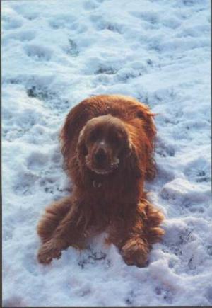 TIMME IN THE SNOW