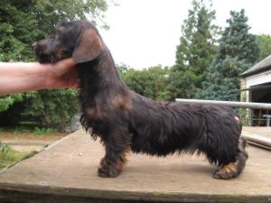 Toffee at 9 months