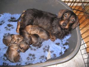 Toffee with her babies