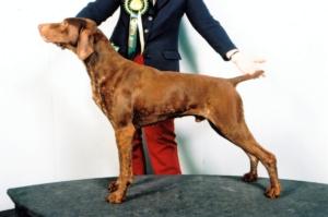 SH CH SEASHINE PERIWINKLE BOB CRUFTS 2001
