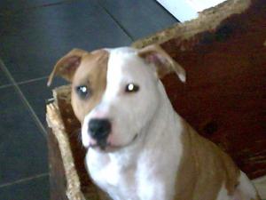 This is Lady