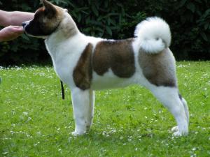 SHYLLAR WANT TO SHINE (CRICKLEY) 5 Months