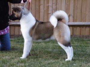 SHYLLAR SIMPLY DA BEST (KIWI) 5.5 MONTHS